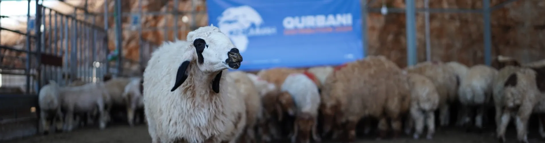 Qurbani Essentials: Your Guide to Understanding Qurbani cover image