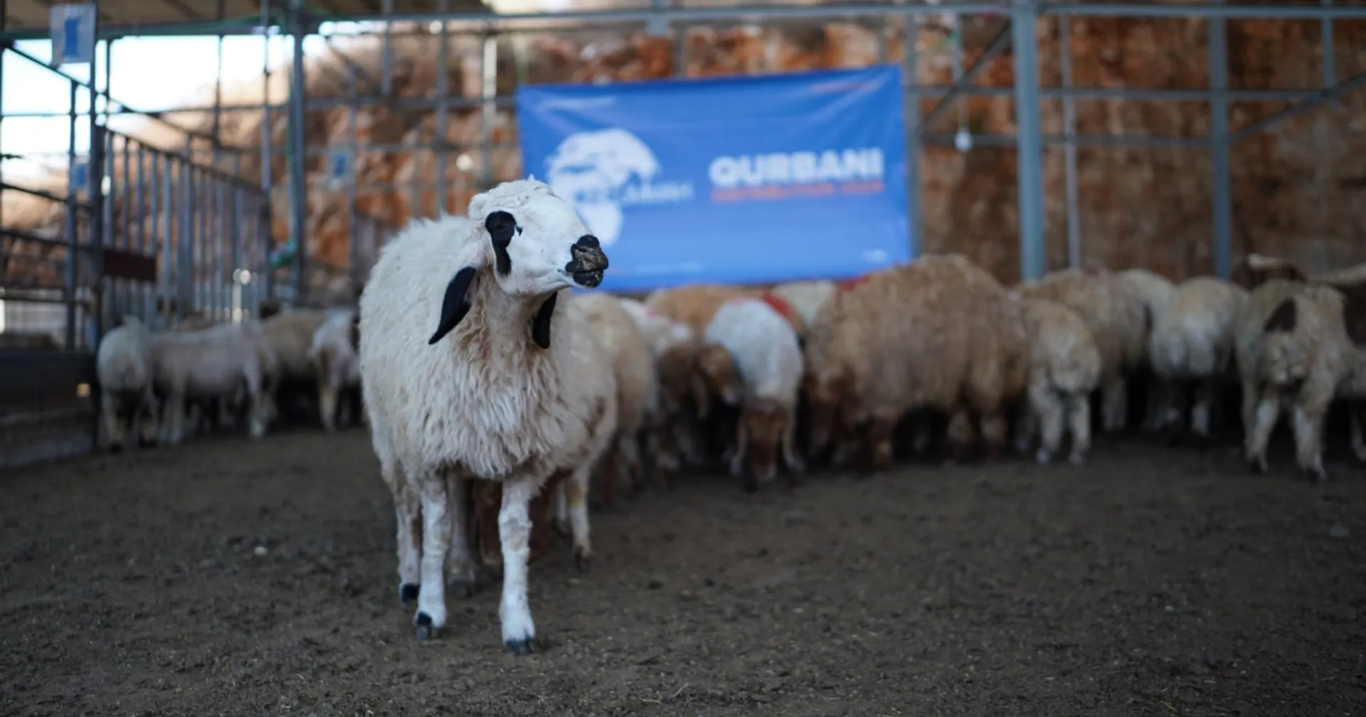 Qurbani Essentials: Your Guide to Understanding Qurbani thumbnail image